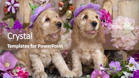  Presentation with puppy english cocker spaniel - PPT layouts consisting of english cocker spaniel puppies background and a coral colored foreground