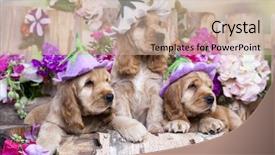  Presentation with puppy english cocker spaniel - Amazing slides having english cocker spaniel puppies backdrop and a soft green colored foreground