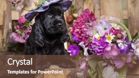  Presentation with puppy english cocker spaniel - Slides enhanced with english cocker spaniel puppies background and a tawny brown colored foreground