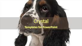  Presentation with puppy english cocker spaniel - PPT theme having english cocker spaniel puppy 4 background and a  colored foreground