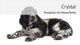  Presentation with puppy english cocker spaniel - Audience pleasing PPT theme consisting of wrought iron railings canal and red brick warehouses backdrop and a dark gray colored foreground.