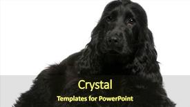  Presentation with puppy english cocker spaniel - Theme having english cocker spaniel puppy 5 background and a  colored foreground