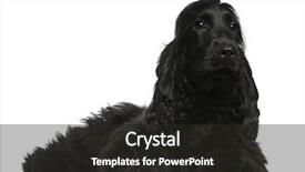  Presentation with puppy english cocker spaniel - PPT layouts featuring english cocker spaniel puppy 5 background and a  colored foreground