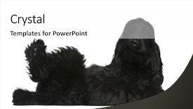  Presentation with puppy english cocker spaniel - Beautiful slide deck featuring english cocker spaniel puppy 5 months old lying in front of white background backdrop and a white colored foreground