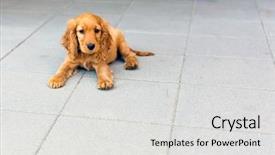  Presentation with puppy english cocker spaniel - Colorful slides enhanced with english cocker spaniel puppy on the walk backdrop and a light gray colored foreground