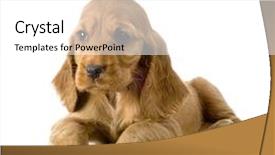  Presentation with puppy english cocker spaniel - Beautiful theme featuring  backdrop and a  colored foreground