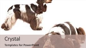  Presentation with english - Presentation theme consisting of english cocker spaniel purebred dog background and a coral colored foreground