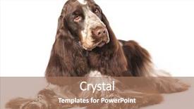  Presentation with puppy english cocker spaniel - Beautiful slide deck featuring english cocker spaniel purebred dog backdrop and a  colored foreground