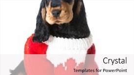  Presentation with canadian - Presentation theme featuring english cocker spaniel wearing red and white knit canadian sweater background and a white colored foreground