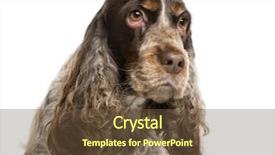  Presentation with english - Cool new presentation theme with english cocker spaniel backdrop and a tawny brown colored foreground
