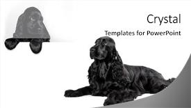  Presentation with puppy english cocker spaniel - Colorful slide set enhanced with english cocker spaniel backdrop and a  colored foreground