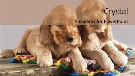  Presentation with puppy english cocker spaniel - Colorful slide set enhanced with english cocker spaniel backdrop and a coral colored foreground