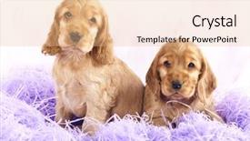  Presentation with puppy english cocker spaniel - Slide deck having english cocker spaniel background and a lemonade colored foreground