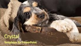  Presentation with puppy english cocker spaniel - Theme featuring english cocker spaniel background and a tawny brown colored foreground