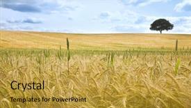  Presentation with horizon - Audience pleasing slides consisting of english countryside - field of golden wheat backdrop and a  colored foreground