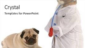  Presentation with exercise doctor - Beautiful slide set featuring english exercise - animal obesity - bulldog dressed backdrop and a white colored foreground