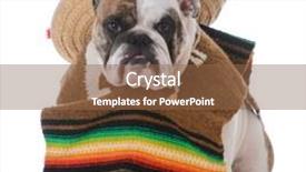  Presentation with mexican - Beautiful slides featuring english exercise - bulldog dressed up backdrop and a tawny brown colored foreground
