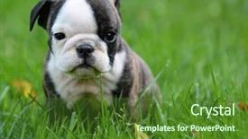  Presentation with preschooler outside - Presentation design enhanced with english exercise - bulldog puppy playing outside 8 background and a forest green colored foreground