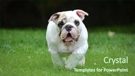  Presentation with old dog - PPT layouts consisting of english exercise - dog running - three month background and a tawny brown colored foreground