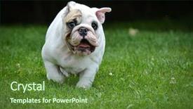  Presentation with old dog - Beautiful slides featuring english exercise - dog running - three month backdrop and a tawny brown colored foreground