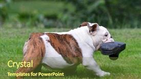  Presentation with old butcher shop - Amazing PPT theme having english exercise - dog stealing shoe - four backdrop and a tawny brown colored foreground