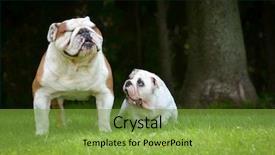  Presentation with dog park dogs plays - Cool new PPT theme with english exercise - puppy and adult dog playing backdrop and a tawny brown colored foreground