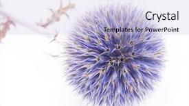  Presentation with history earth globe isolated white - Amazing presentation theme having english globe - echinops ritro isolated on white backdrop and a  colored foreground