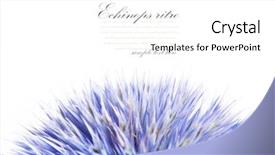  Presentation with history earth globe isolated white - Presentation theme having english globe - echinops ritro isolated on white background and a  colored foreground