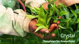  Presentation with tea - PPT layouts featuring english globe - old hand holding tea leaf background and a tawny brown colored foreground