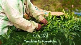  Presentation with tea plantation - Audience pleasing theme consisting of english globe - tea plantation worker woman picking backdrop and a tawny brown colored foreground