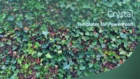  Presentation with ivy - Audience pleasing PPT theme consisting of english-ivy-background-texture backdrop and a ocean colored foreground