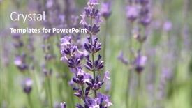  Presentation with lavender - Colorful PPT theme enhanced with english lavender backdrop and a gray colored foreground