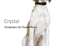  Presentation with pointer - Slides with english pointer 5 months background and a white colored foreground