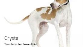  Presentation with pointer - PPT theme having english pointer 5 months background and a white colored foreground