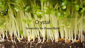  Presentation with herb - Amazing slides having english salad crees seasonal herb close up of all plants including roots backdrop and a yellow colored foreground