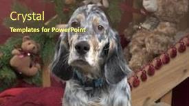  Presentation with english - Cool new slide deck with english setter in christmas decoration backdrop and a tawny brown colored foreground