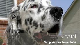  Presentation with english - Colorful slide set enhanced with english setter sitting in front backdrop and a gray colored foreground