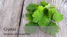  Presentation with farm to table - PPT layouts with english soldier - celandine on table close-up background and a light gray colored foreground