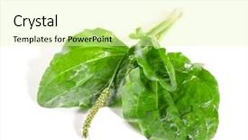  Presentation with plantain - Presentation having young female blogger with hat and bow tie recording video at home background and a light gray colored foreground