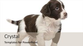  Presentation with english - PPT layouts consisting of english springer spaniel 5 weeks background and a coral colored foreground