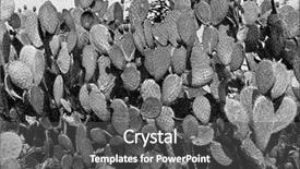  Presentation with humanity - Amazing slide set having engraving - cactus in the tropics vintage backdrop and a dark gray colored foreground