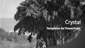  Presentation with humanity - Slide deck having engraving - group of bamboos in ceylon background and a  colored foreground