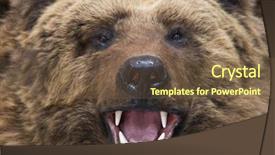  Presentation with brown bear - Slides enhanced with enraged brown bear closeup background and a tawny brown colored foreground
