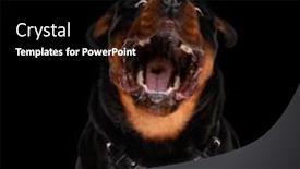  Presentation with cute black board - Presentation with enthusiastic-cute-rottweiler-being-hungry background and a black colored foreground