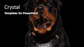  Presentation with dog food - Slide deck featuring enthusiastic-rottweiler-dog-in-great background and a black colored foreground