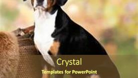  Presentation with dog - PPT theme having entlebucher-mountain-dog-portrait background and a tawny brown colored foreground