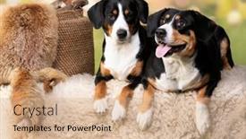  Presentation with jin ding monastry mountain - PPT theme with entlebucher-mountain-dog-portrait background and a coral colored foreground