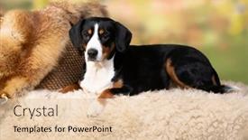  Presentation with dog - PPT theme featuring entlebucher-mountain-dog-portrait background and a lemonade colored foreground