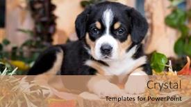  Presentation with berries - Audience pleasing PPT theme consisting of entlebucher mountain dog puppy and berries backdrop and a coral colored foreground