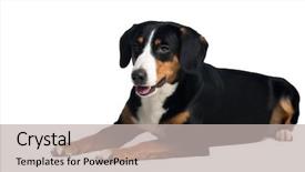  Presentation with police dog - Colorful slide set enhanced with entlebucher mountain dog backdrop and a light gray colored foreground